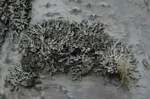 Netted shield lichen (Parmelia sulcata)