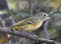 Vireo cassinii lucasanus