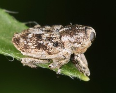 Cylindrocopturus nanulus