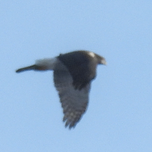 Eurasian Goshawk