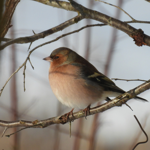 Common Chaffinch