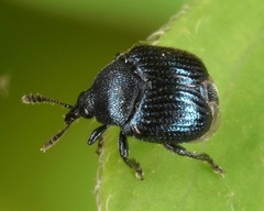 Pterocolus ovatus