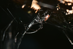 Nephilingis borbonica