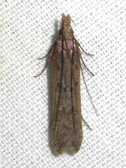 Dichomeris ligulella