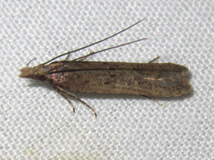 Dichomeris ligulella