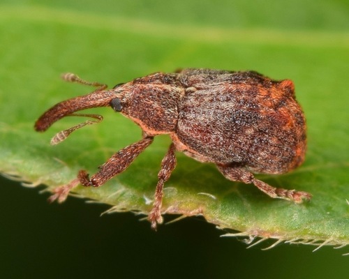 Apple curculio photo 2