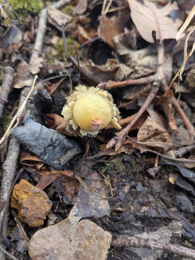 Calostoma lutescens · January 2026 · photo: © syrinxed (iNaturalist, cc-by)