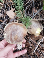 Suillus fuscotomentosus