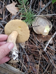 Suillus fuscotomentosus