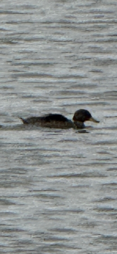 Yellow-billed Teal (Anas flavirostris), photo 6