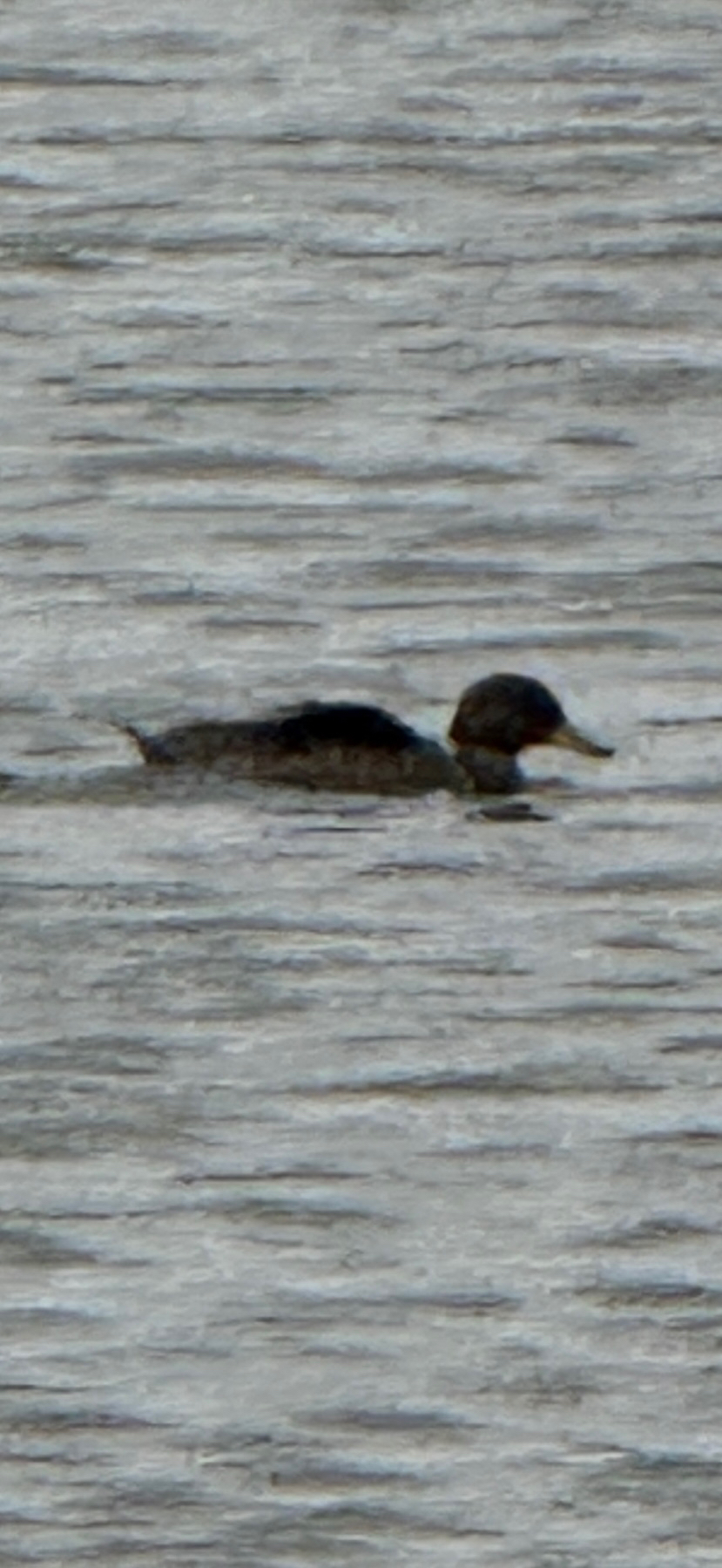 Yellow-billed Teal (Anas flavirostris), photo 5