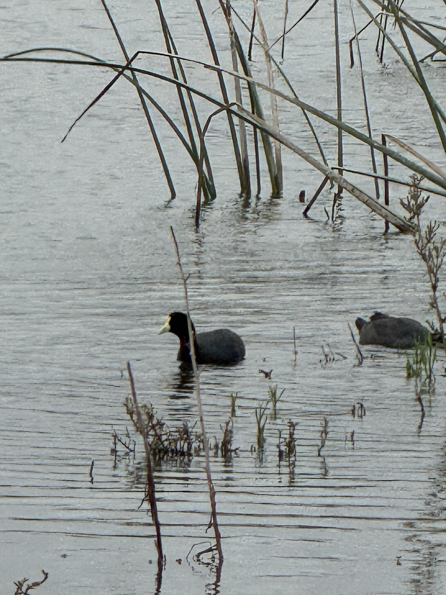 White-winged Coot (Fulica leucoptera), photo 1