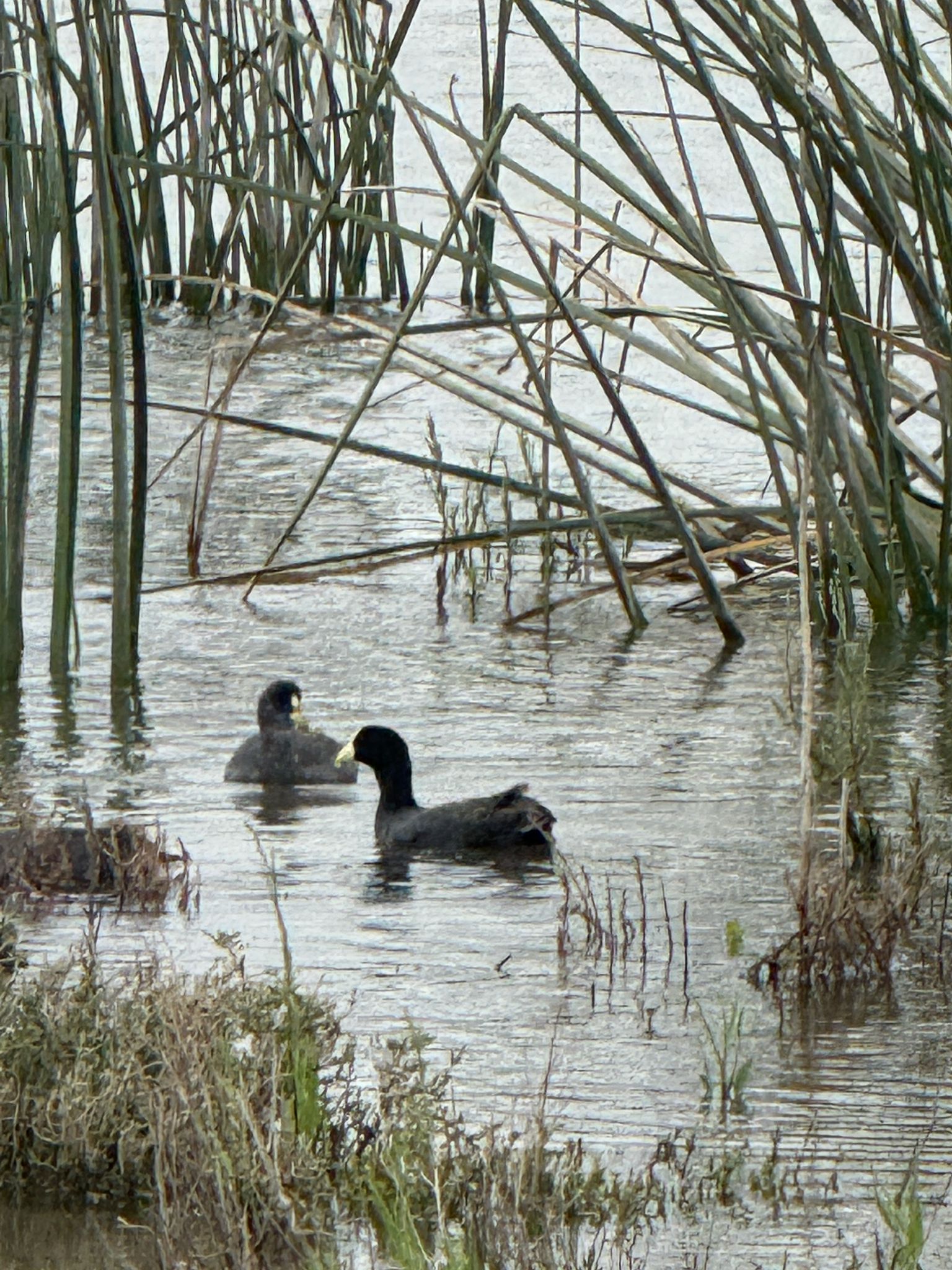 White-winged Coot (Fulica leucoptera), photo 2