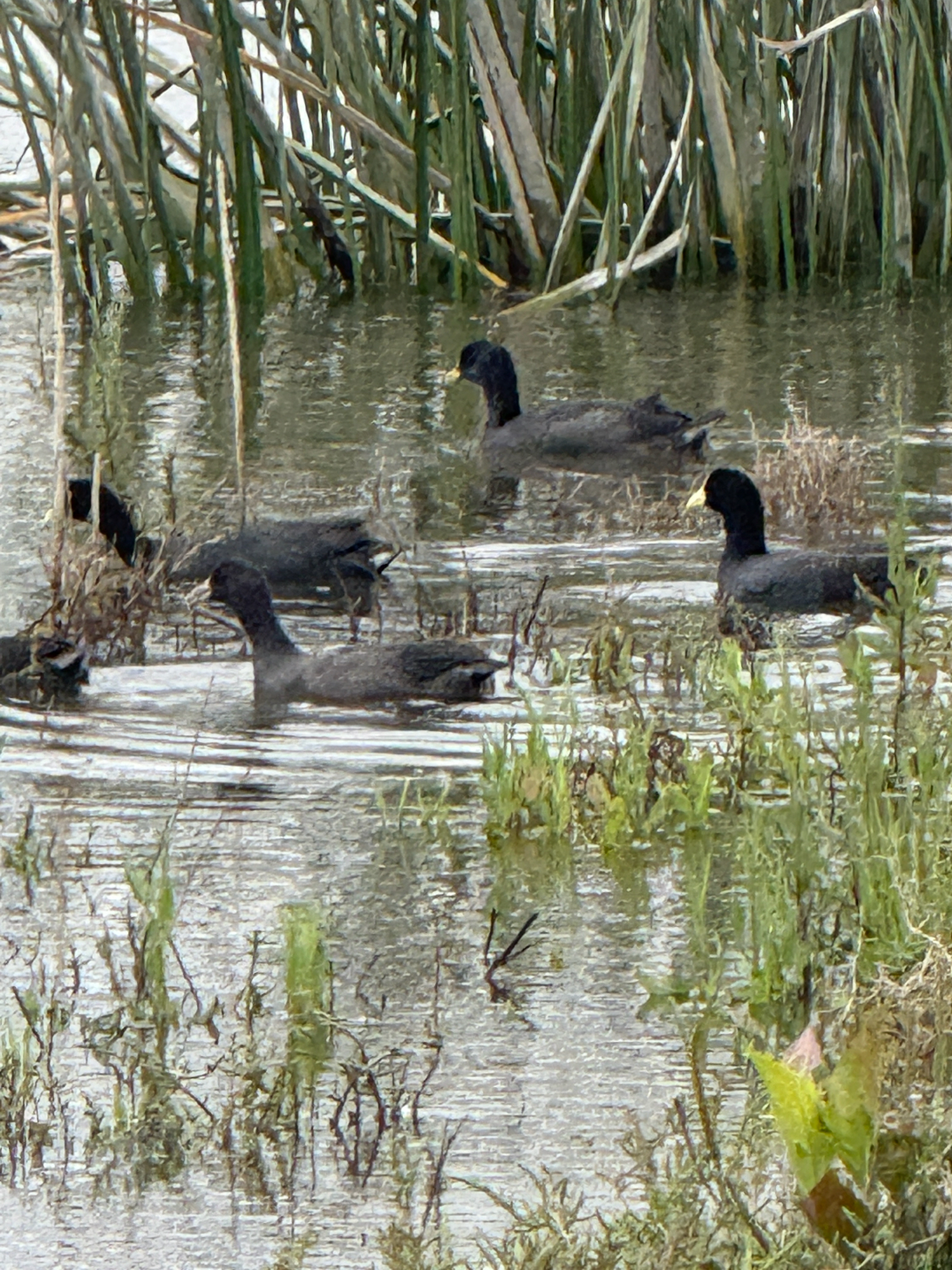 White-winged Coot (Fulica leucoptera), photo 3
