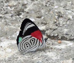 Diaethria neglecta neglecta