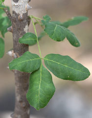 Zanthoxylum arborescens