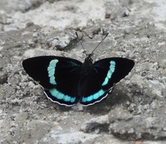 Diaethria neglecta neglecta