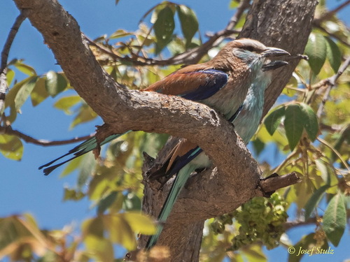 Racket-tailed Roller