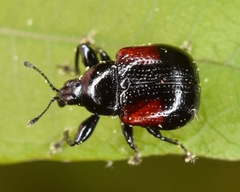 Synolabus bipustulatus