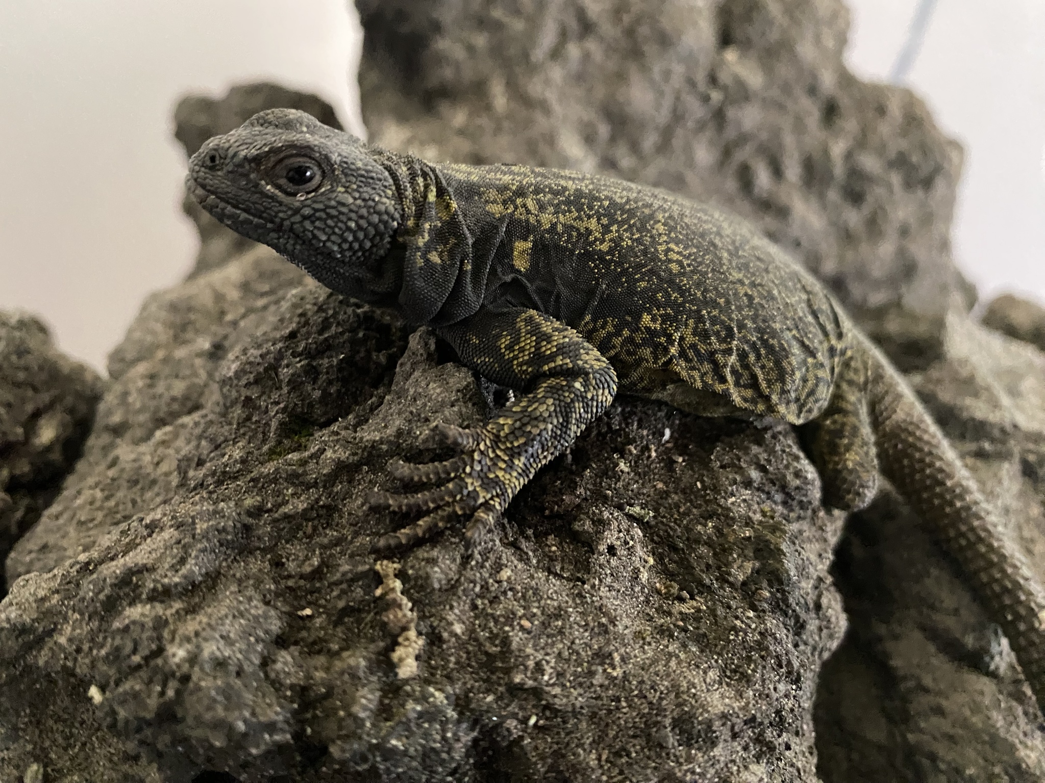 Antuco Chuckwalla photo 4