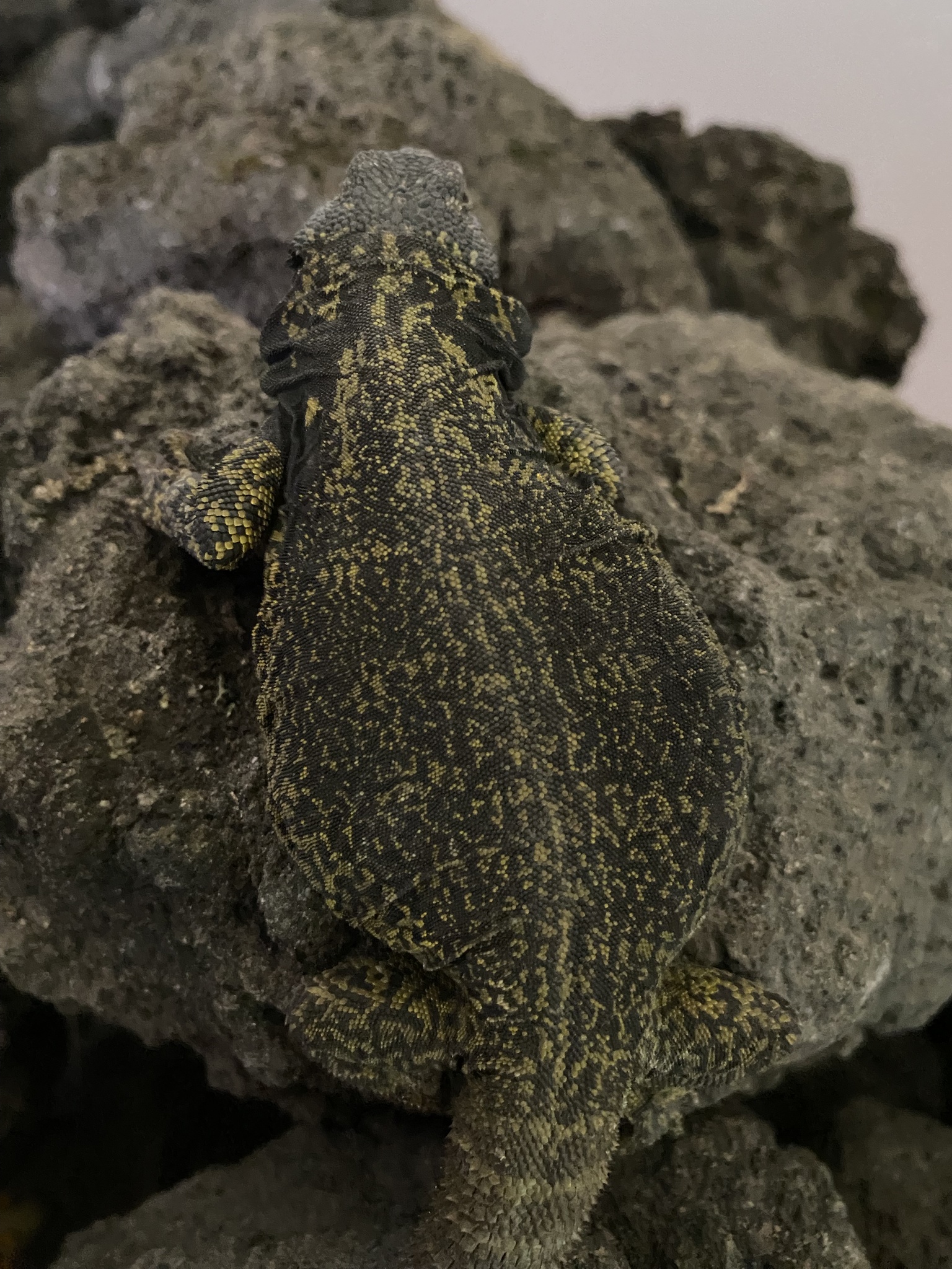 Antuco Chuckwalla photo 5