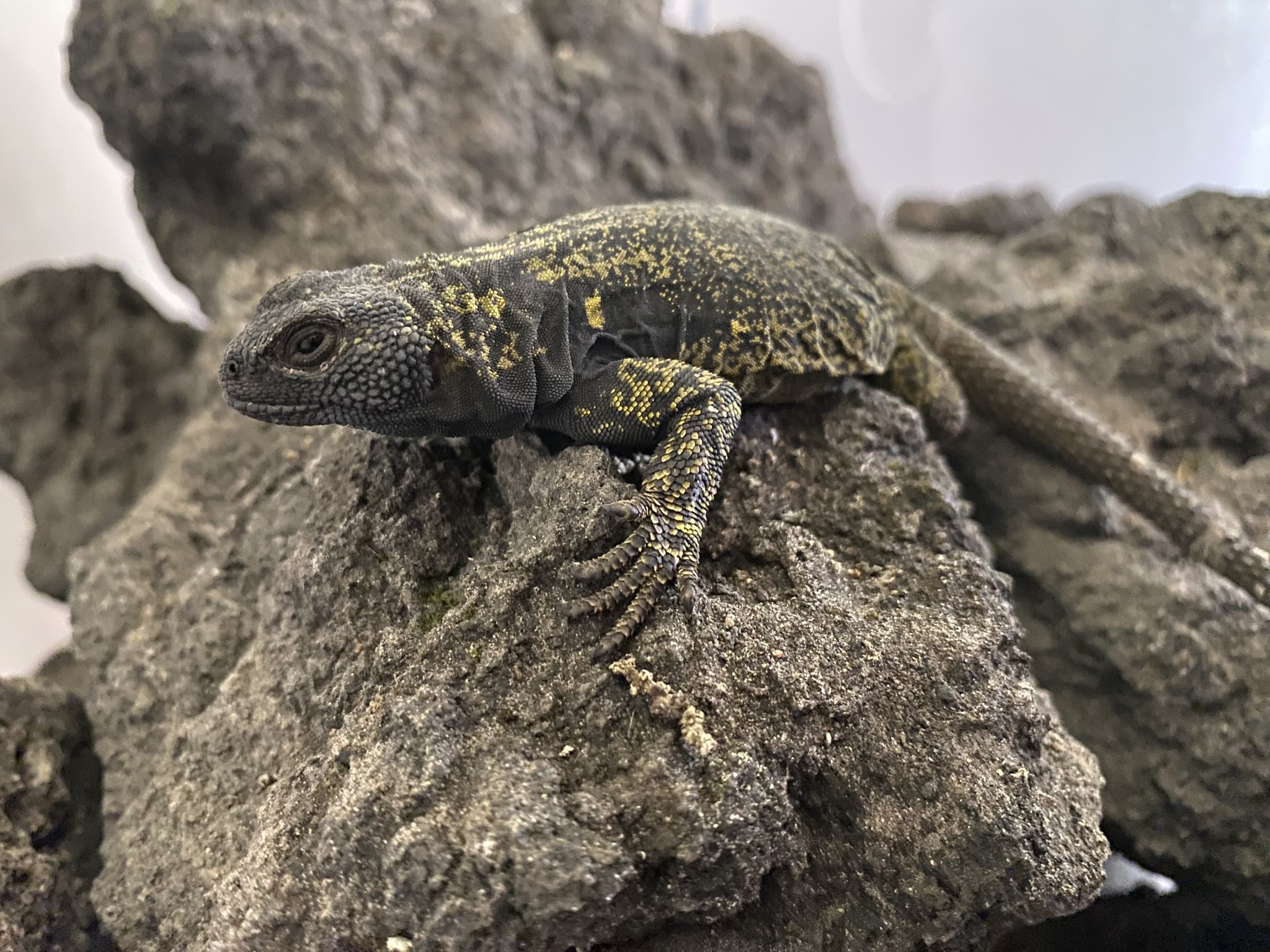 Antuco Chuckwalla photo 6