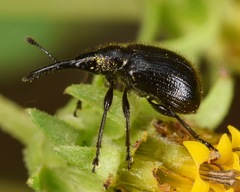 Haplorhynchites aeneus