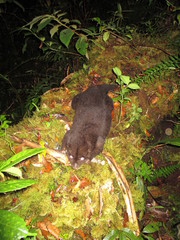 Phalangeridae