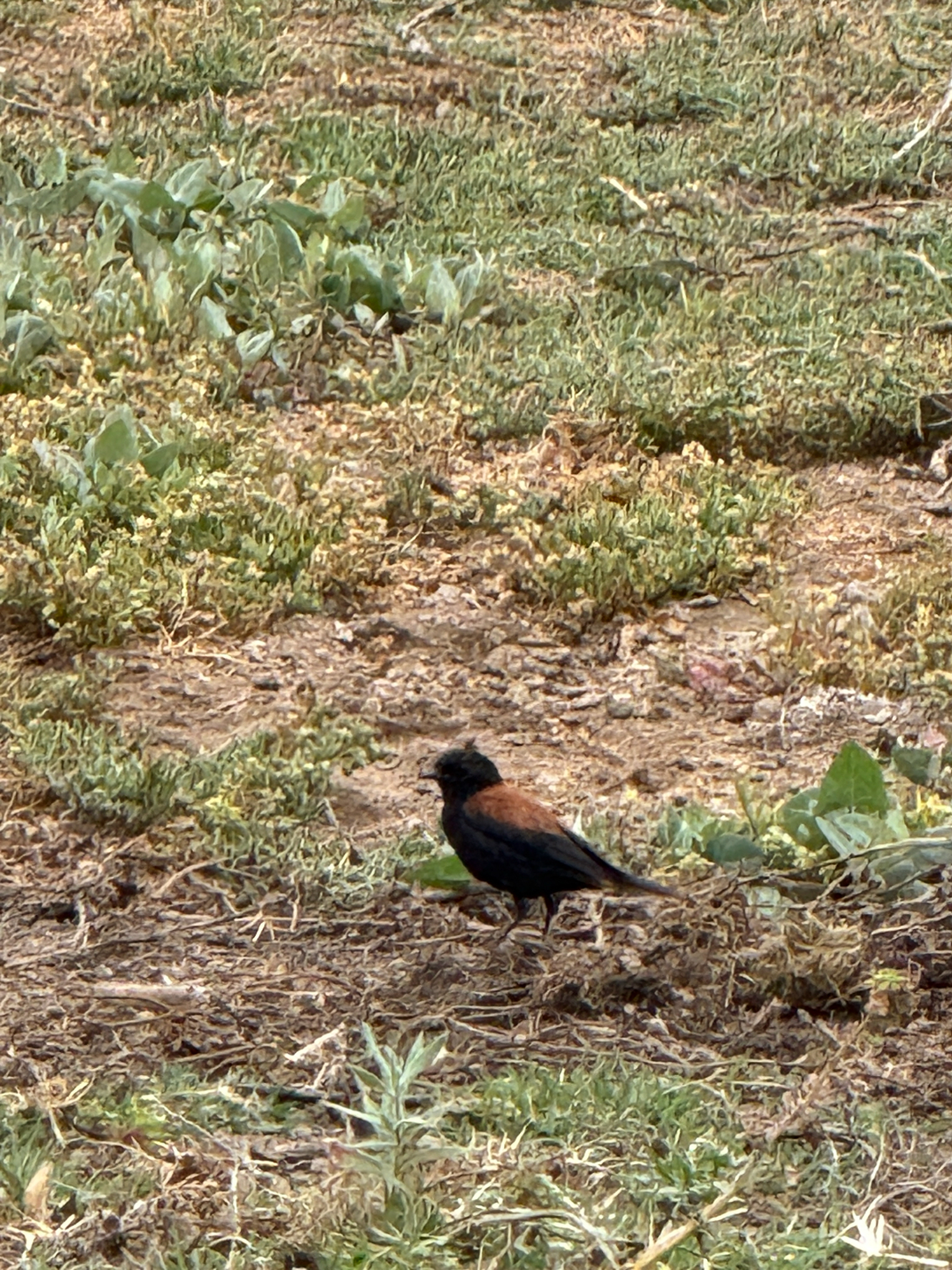 Austral Negrito (Lessonia rufa), photo 6