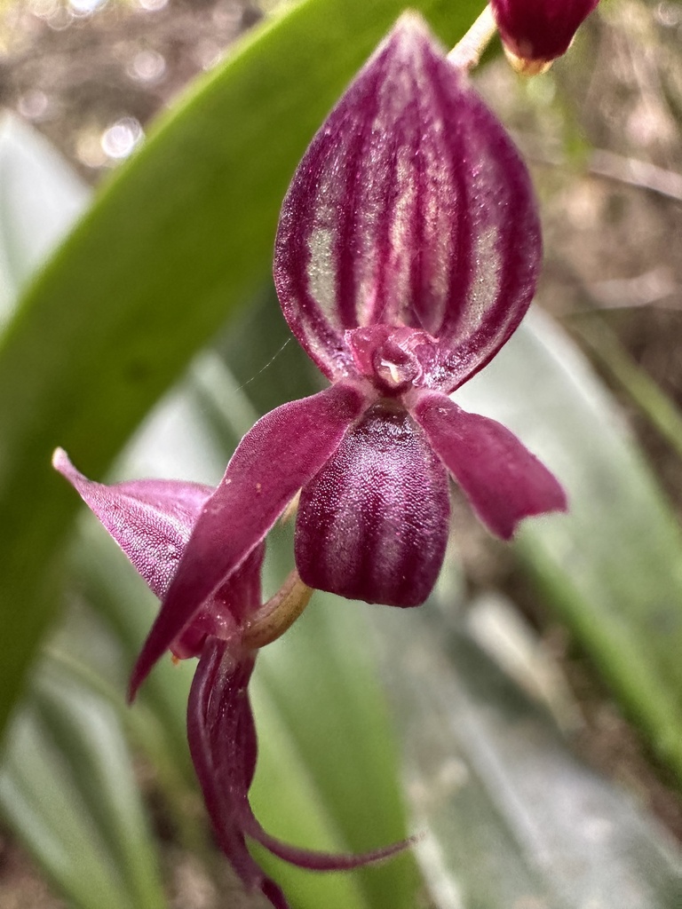 Pleurothallis secunda