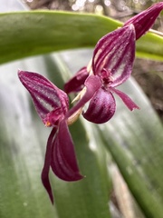 Pleurothallis secunda, photograph (c) Nicolás Baresch Uribe, some rights reserved (CC BY)