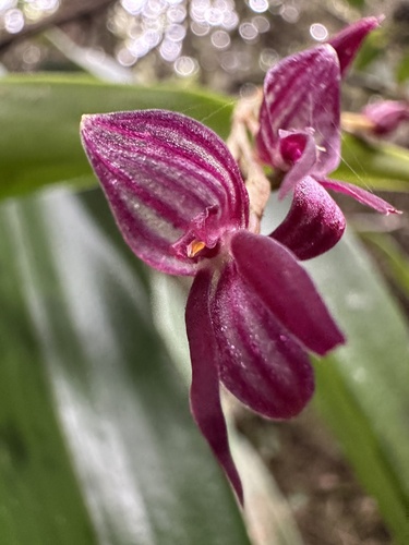 Pleurothallis secunda, photograph 2