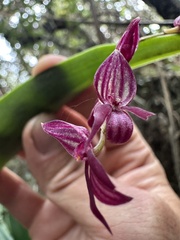 Pleurothallis secunda, photograph (c) Nicolás Baresch Uribe, some rights reserved (CC BY)