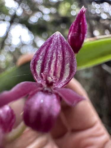 Pleurothallis secunda, photograph 4
