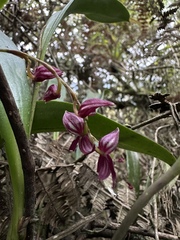 Pleurothallis secunda, photograph (c) Nicolás Baresch Uribe, some rights reserved (CC BY)