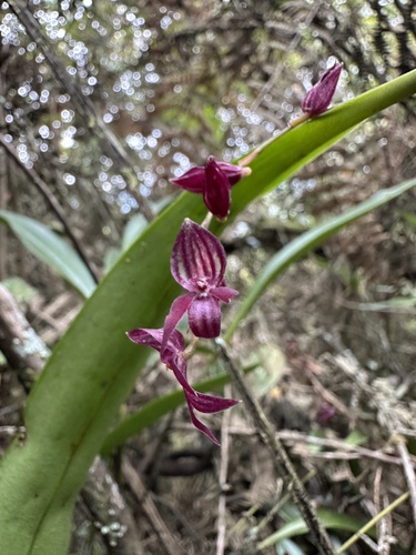 Pleurothallis secunda, photograph 5