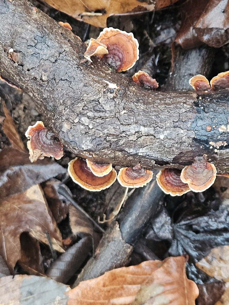 Stereum lobatum · January 2026 · photo: © michaelpeters3 (iNaturalist, CC)