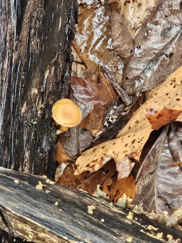 Galerina marginata · January 2026 · photo: © michaelpeters3 (iNaturalist, CC)