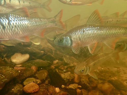 Witte glansvoorn (Luxilus albeolus) — Cyprinidae
