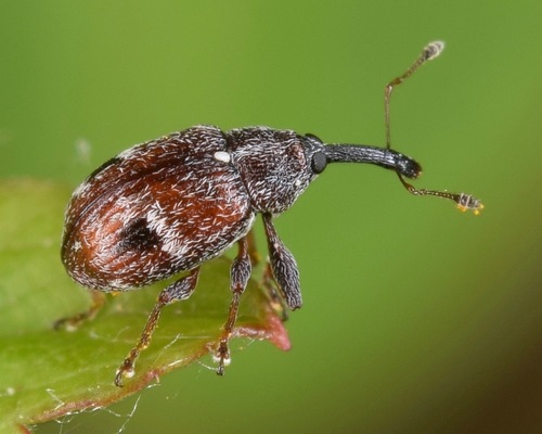 Strawberry Bud Weevil photo 3