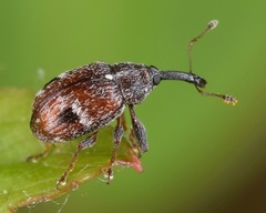 Anthonomus signatus