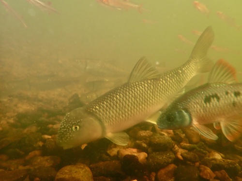 Raneys kopvoorn (Nocomis raneyi) — Cyprinidae