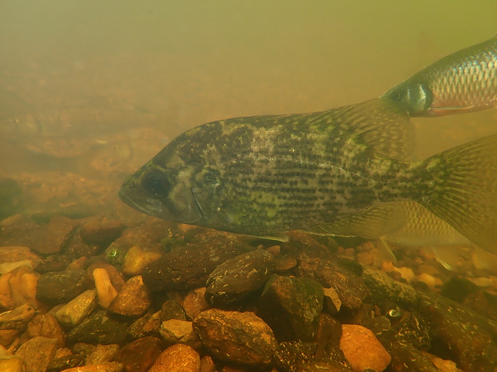 Roanoke Bass
