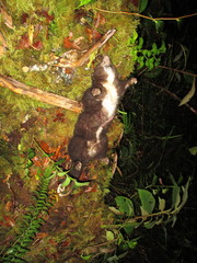 Phalangeridae