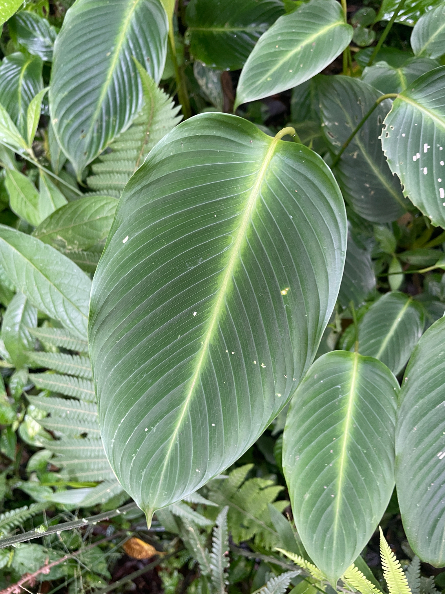 Calathea × helenae (Carrière) Z.H.Feng 3