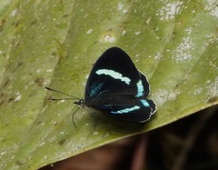 Diaethria neglecta neglecta