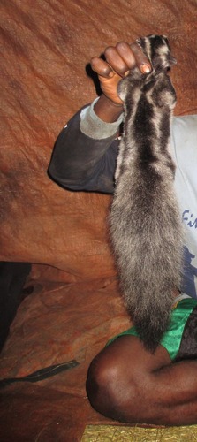 Great-tailed Triok (Dactylopsila megalura) — Least Concern Mammalia