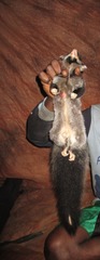 Great-Tailed Triok photo 2
