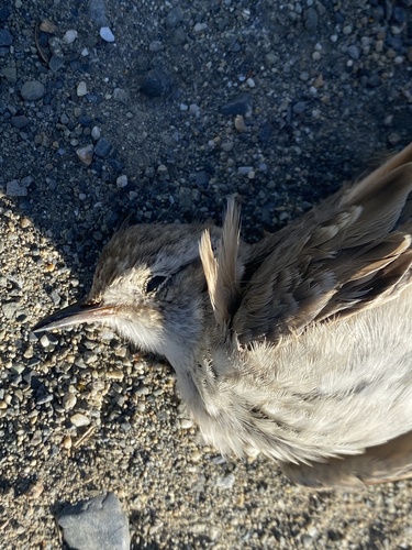 Short-billed Miner (Geositta antarctica)