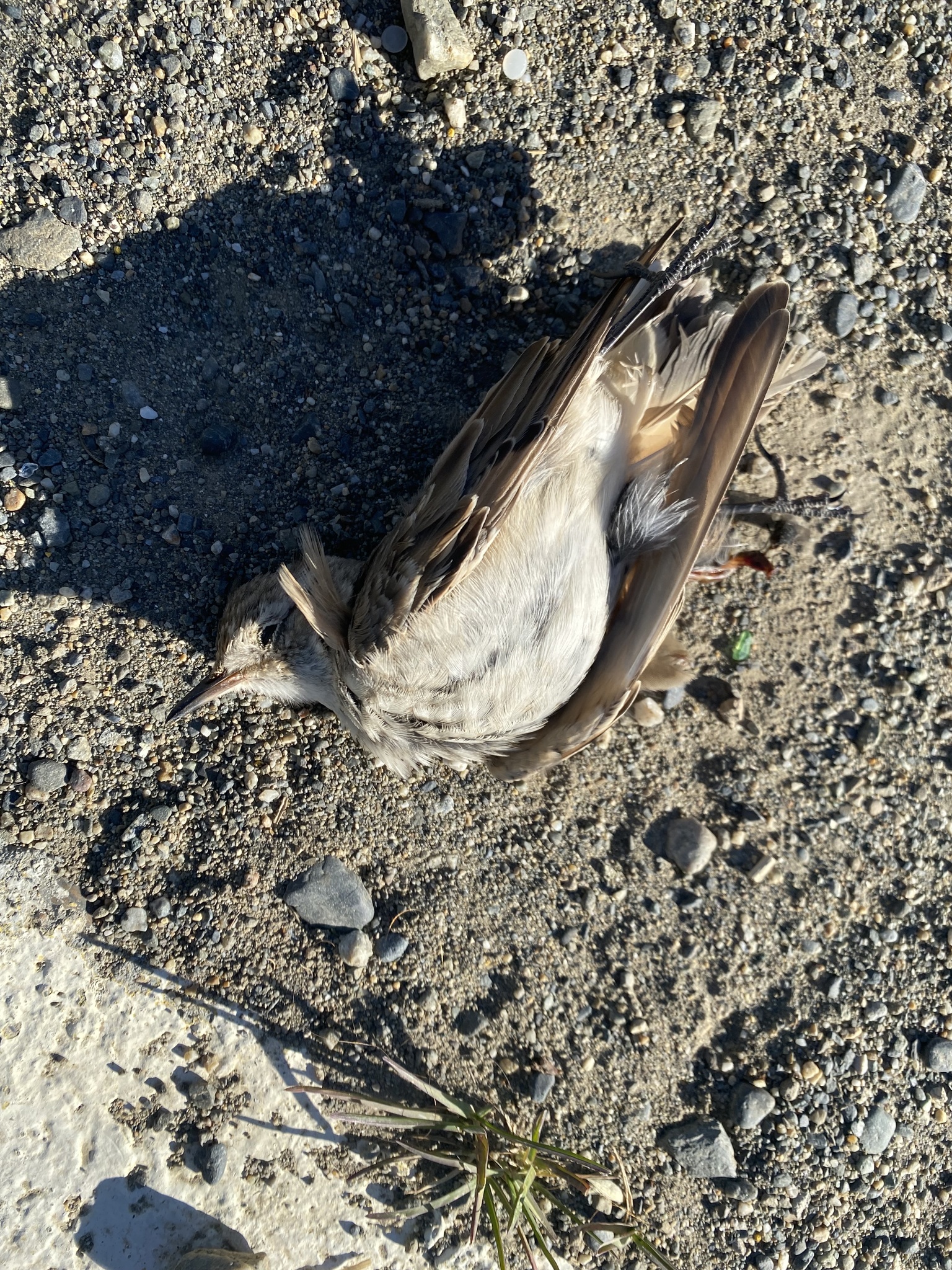 Short-billed Miner (Geositta antarctica), photo 2